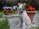Девочка китайской хохлатой собачки фотография